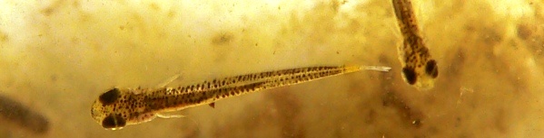 Fischbrut