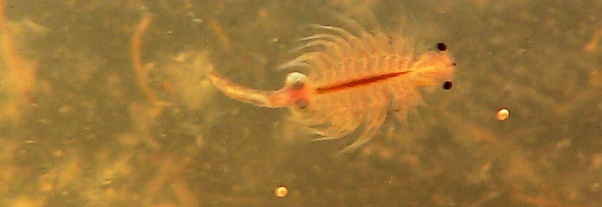 Flohkrebs