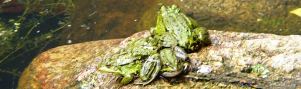 Frösche