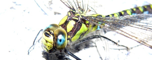 Großlibelle
