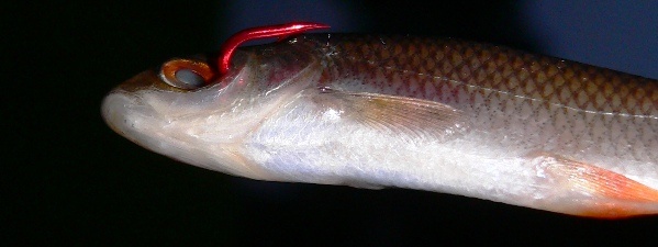 Köderfisch am Haken