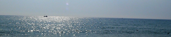 Sargassosee