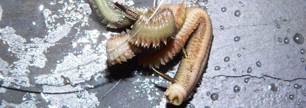 Seeringelwurm am Haken