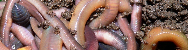 Tauwürmer