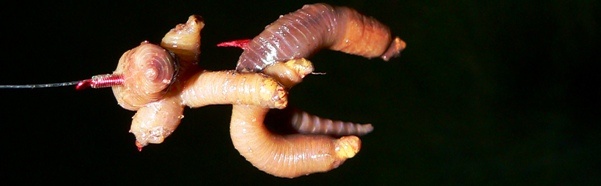 Tauwurmschaschlik