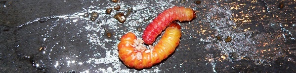 Teboraupen