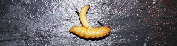Wachsmaden am Haken