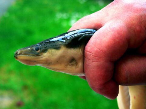 Der richtige Umgang mit gefangenen Aalen