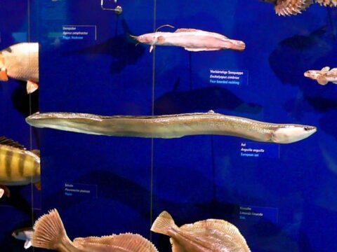 Aal Forschung Aalpräparat