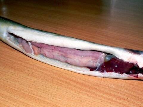 Rückblick 2005 – April: Der Aal und seine Chemie Biologie