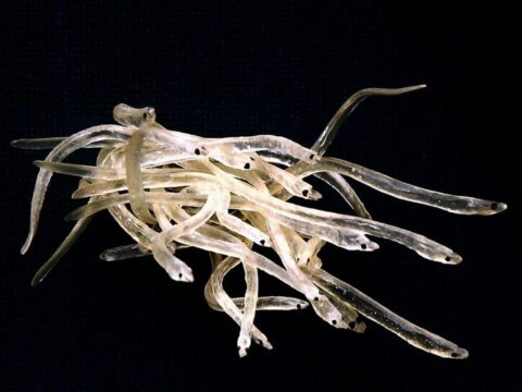 Rückblick 2010 – April: Japanischer Glasaalbestand zusammengebrochen Glasaale