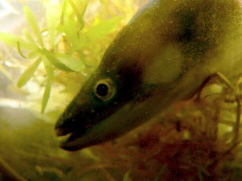 Rückblick 2004 – Dezember: Aale im Aquarium Lebensraum