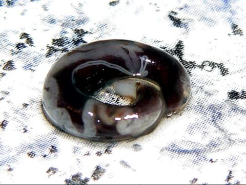 Rückblick 2005 – Januar: Aalrotseuche – Die Süßwasserseuche der Aale Schwimmblasenwurm-Anguillicola-crassus