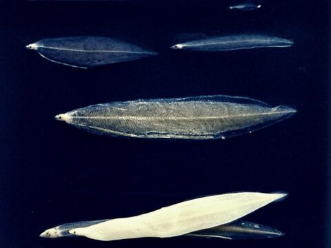 Aallarve Weidenblatt-Larve Leptocephalus