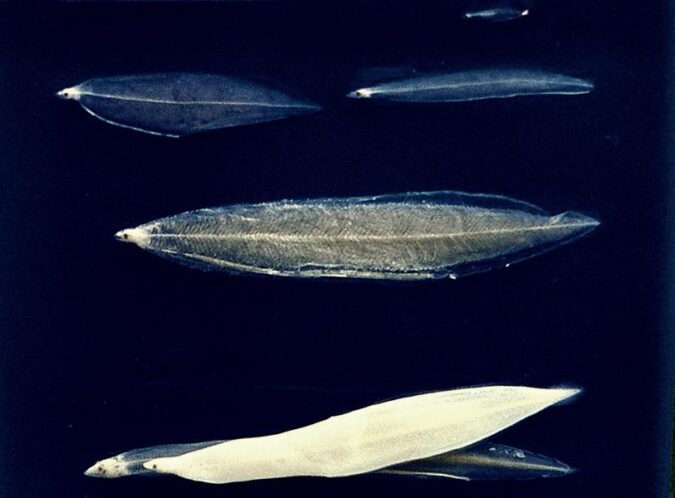 Aallarve Weidenblatt-Larve Leptocephalus