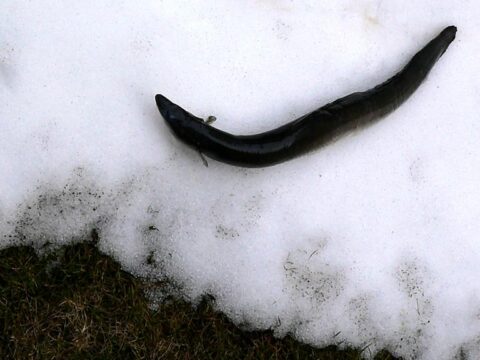 Rückblick 2009 – April: Nicht ganz Koscher?