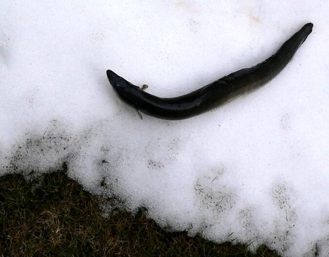 Rückblick 2005 – August: Weiße Aale und das Geheimnis von Loch Ness