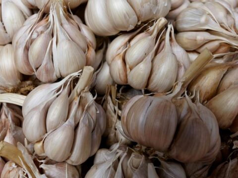 Knoblauch als Lockstoff