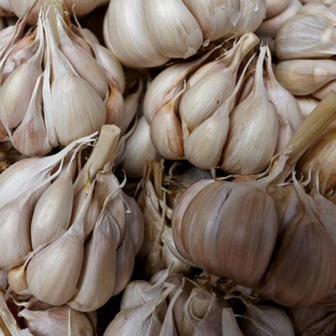 Aal liebt im Sommer Knobi – Wie ein Küchenklassiker zum Lockstoff-Star wird Knoblauch als Lockstoff