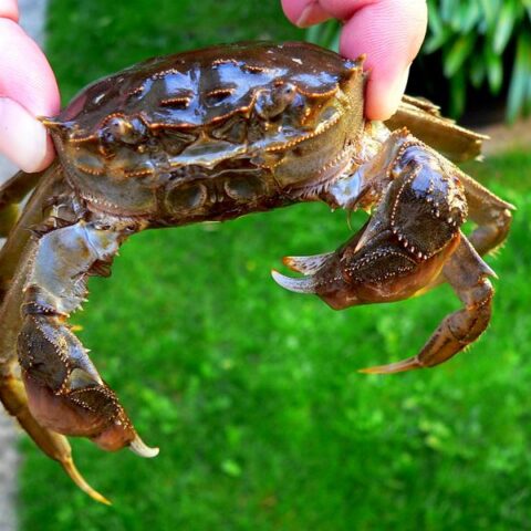 Die Wollhandkrabbe – eingeschleppter Plagegeist…