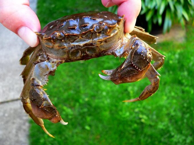 Die Wollhandkrabbe – eingeschleppter Plagegeist…